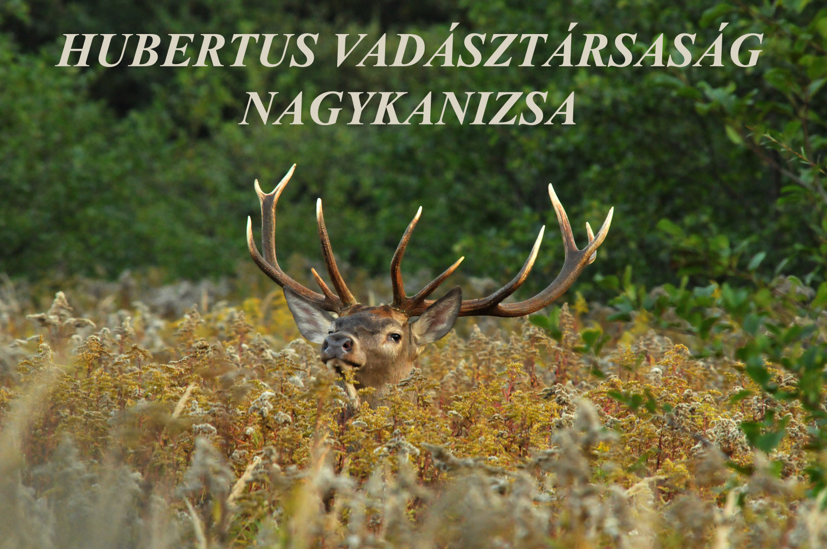 HUBERTUS VADSZTRSASG NAGYKANIZSA